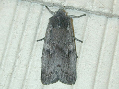 Lithophane antennata