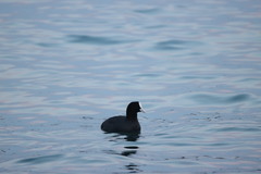 Fulica atra