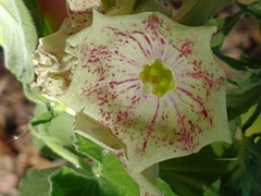 Philibertia gilliesii