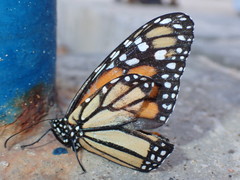 Danaus plexippus megalippe