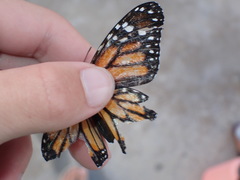Danaus plexippus megalippe