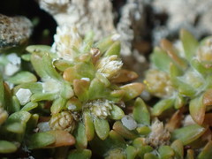 Lithophila muscoides