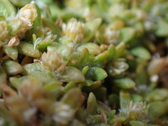 Lithophila muscoides