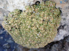 Lithophila muscoides
