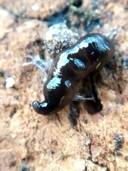 Microplana terrestris