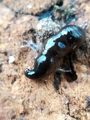 Microplana terrestris