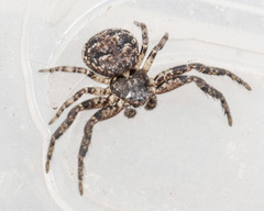 Bassaniana utahensis