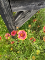 Gaillardia pulchella