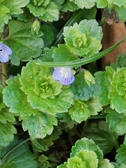 Veronica persica