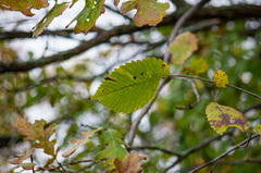 Ulmus americana
