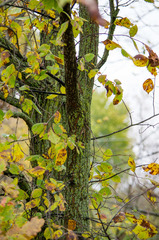Ulmus americana