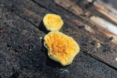 Pseudomerulius