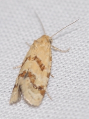 Aethes williana