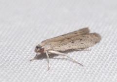 Phycitodes albatella