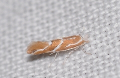 Phyllonorycter millierella