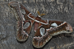 Rothschildia prionia