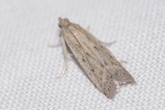 Phycitodes albatella