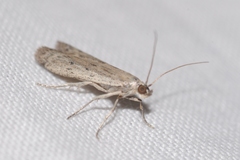 Phycitodes albatella