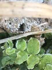 Plagiomnium ellipticum