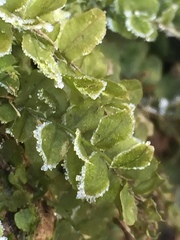 Plagiomnium ellipticum