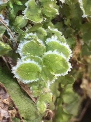 Plagiomnium ellipticum