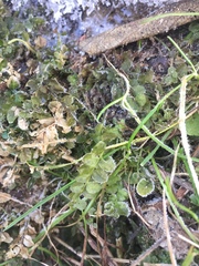 Plagiomnium ellipticum