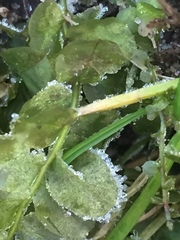 Plagiomnium ellipticum