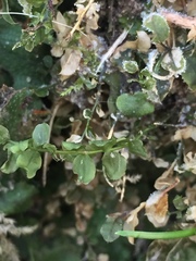 Plagiomnium ellipticum