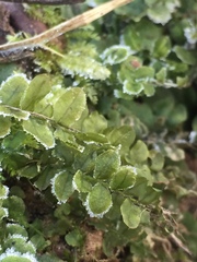 Plagiomnium ellipticum