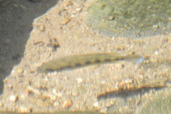 Talamancaheros sieboldii