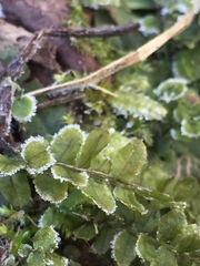 Plagiomnium ellipticum