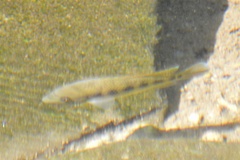 Talamancaheros sieboldii