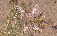 Tamarix