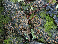 Protopannaria pezizoides