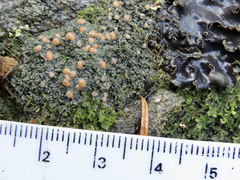 Protopannaria pezizoides