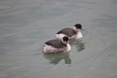 Podiceps nigricollis