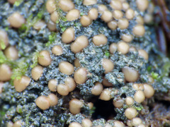 Protopannaria pezizoides