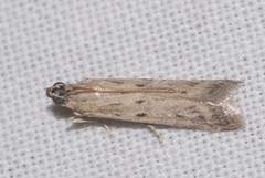 Phycitodes albatella