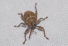 Curculio elephas