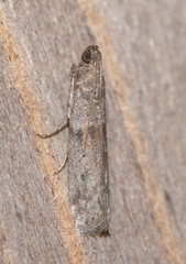 Cadra figulilella