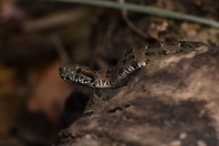 Bothrops mattogrossensis