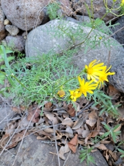 Senecio lyonii