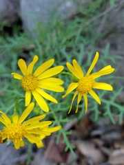 Senecio lyonii