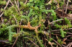 Selaginella denticulata