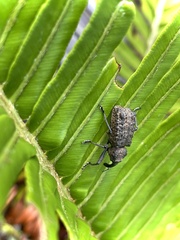 Germainius laesicollis