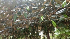 Capparis odoratissima