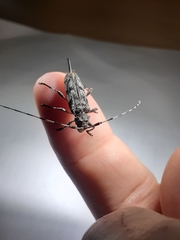 Acanthocinus obsoletus