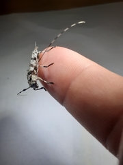 Acanthocinus obsoletus