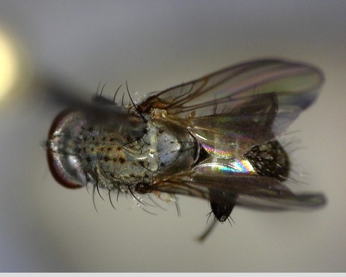 iNaturalist observation photo of Flies