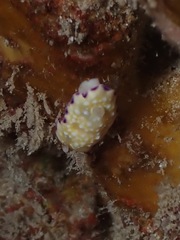 Goniobranchus albopustulosus